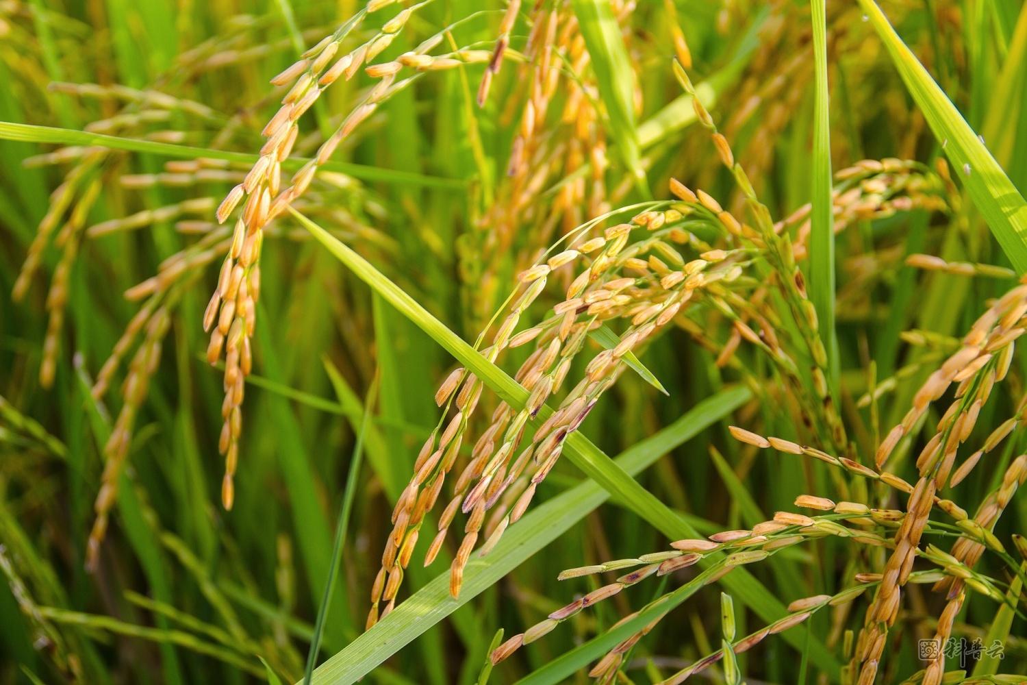rice-plants.jpg