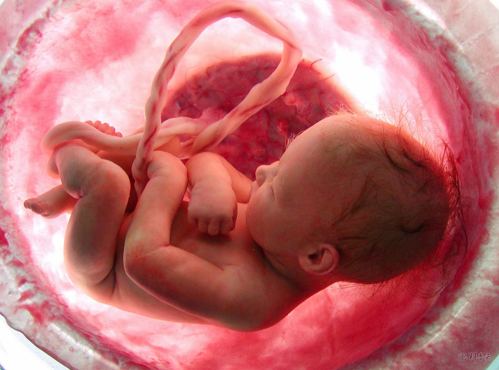 baby-in-the-womb-2.png