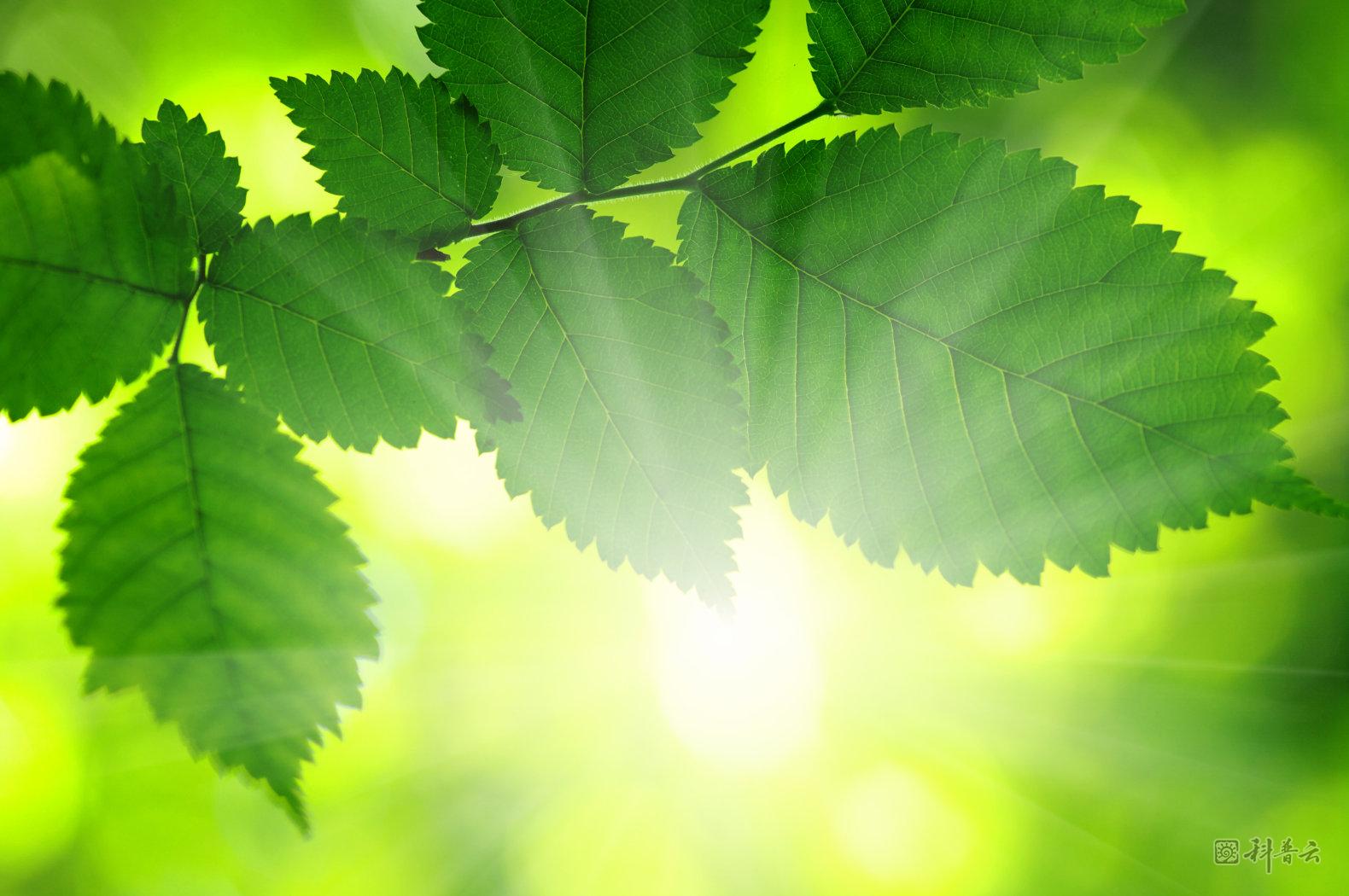leaf-photosynthesis-solar-power.jpg