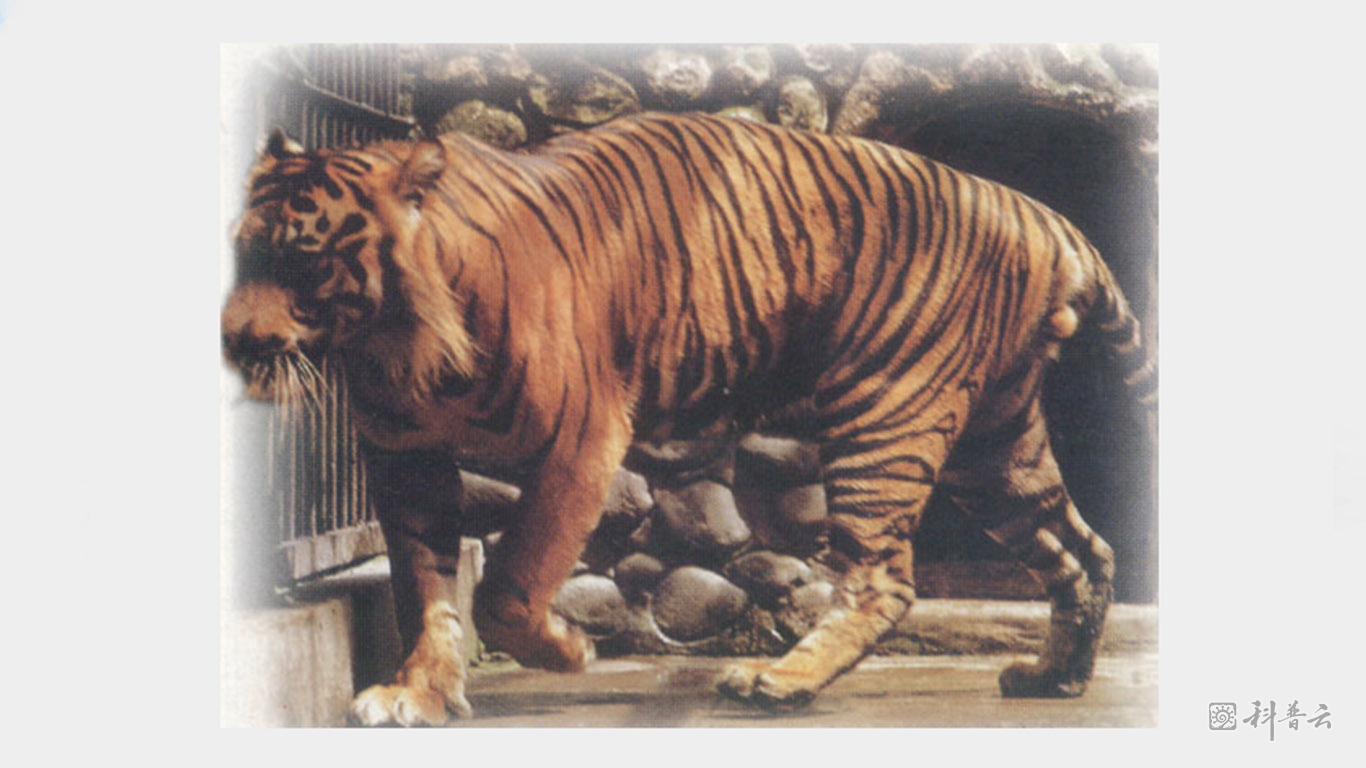 Javan-Tiger.jpg