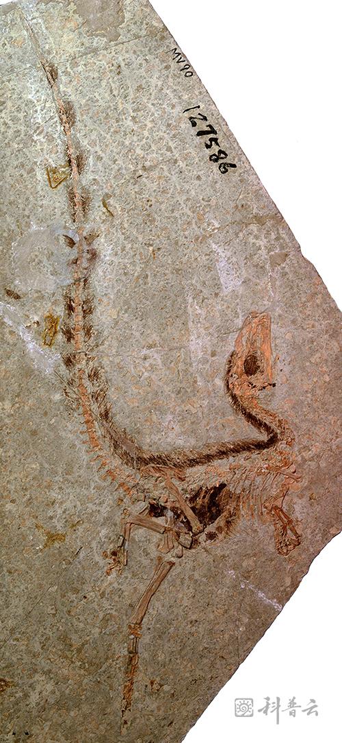 图73 原始中华龙鸟化石,可见它从脑袋,脖子,背部直到整个尾巴都长着