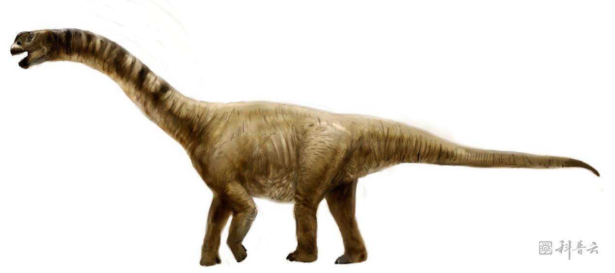 长圆顶龙是怎样的一种恐龙?