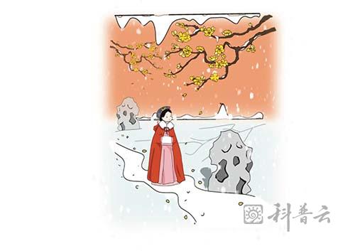 12古人为何偏爱蜡梅.jpg