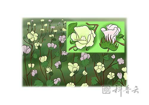 19人类利用棉花的历史.jpg